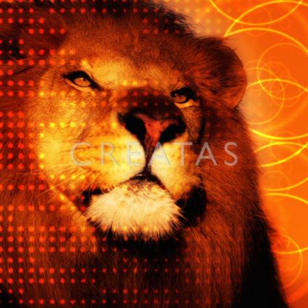le lion c mon anim perf